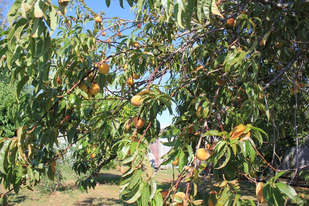 Lakeview Small Studio - Resim 34