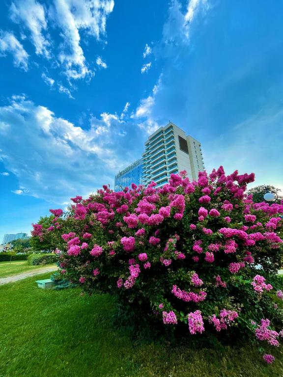 a large bush of pink flowers in front of a building at International Hotel Casino & Tower Suites in Golden Sands