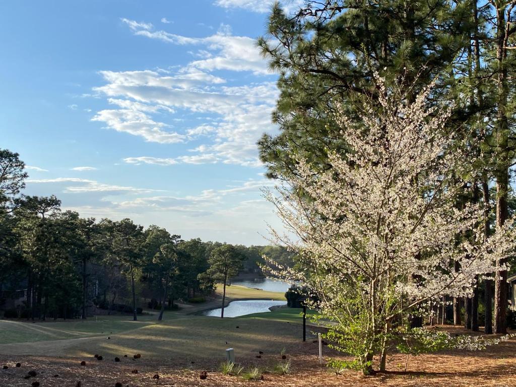 a tree with white flowers next to a lake at Golf Front SFH, 3 BR, 2 BA, 4 beds, sleep 6 on Pinehurst #6 in Pinehurst