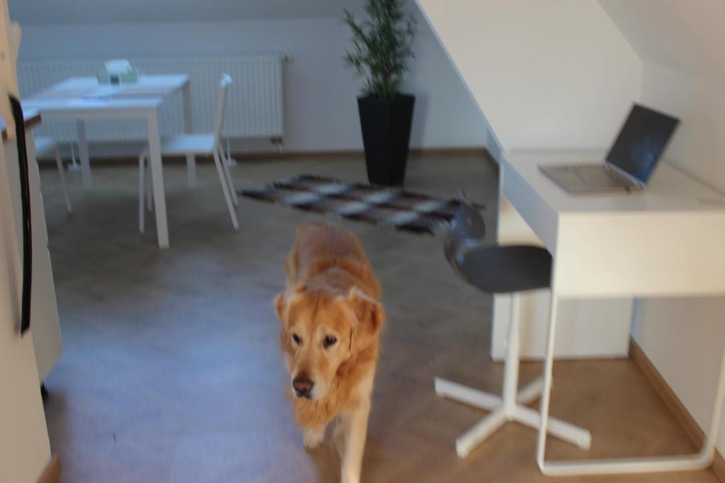 Domácí mazlíčci ubytovaní s hosty v ubytování Haus Semmi