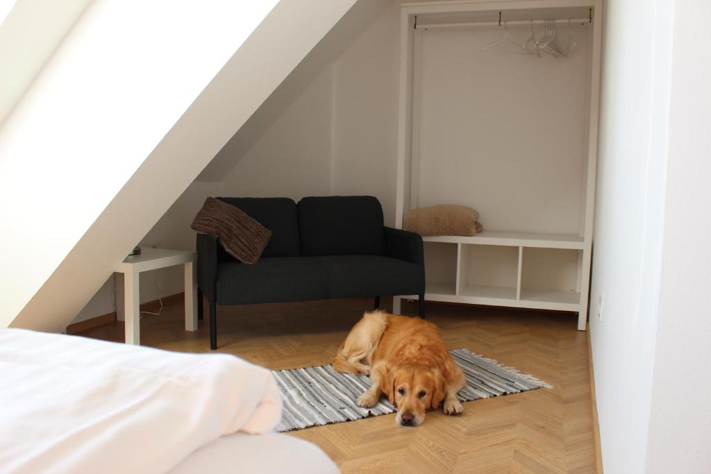 Domácí mazlíčci ubytovaní s hosty v ubytování Haus Semmi
