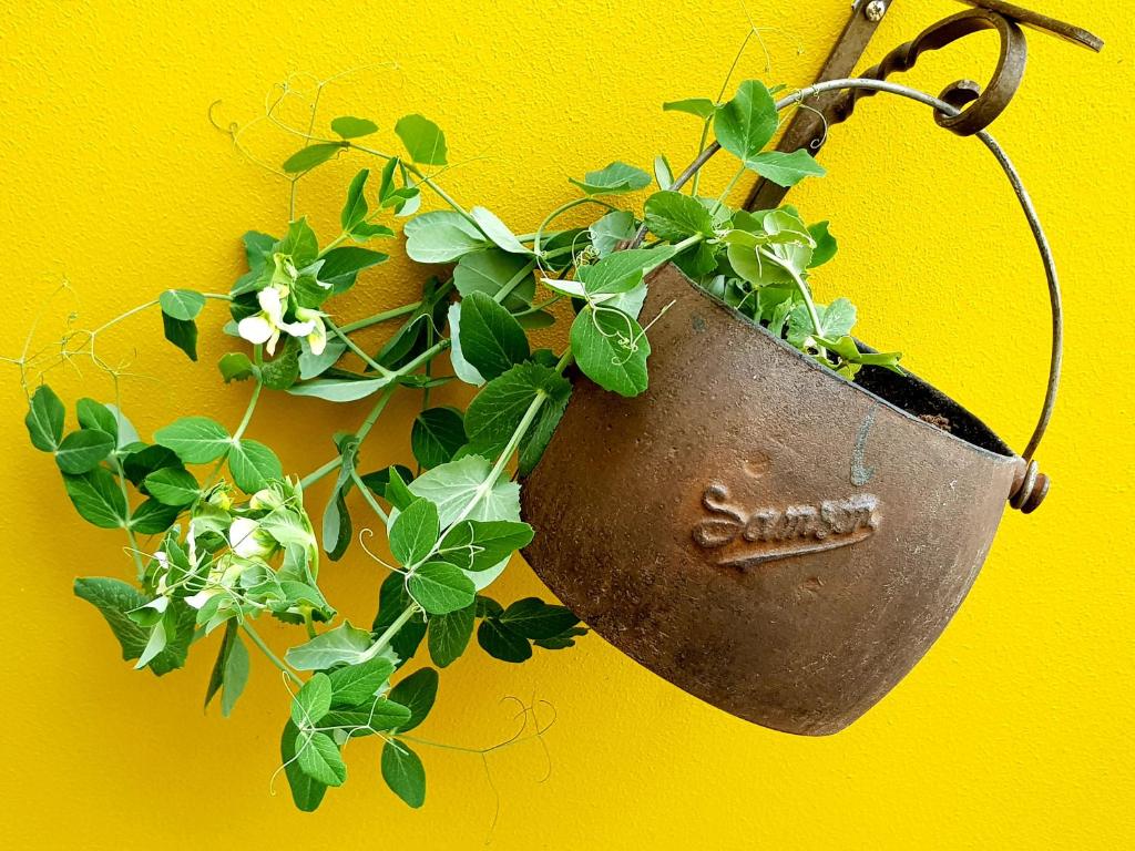 a plant in a pot hanging on a yellow wall at Old Town Quito Suites, Heritage Boutique Hotel, Where Every Detail Tells a Story in Quito