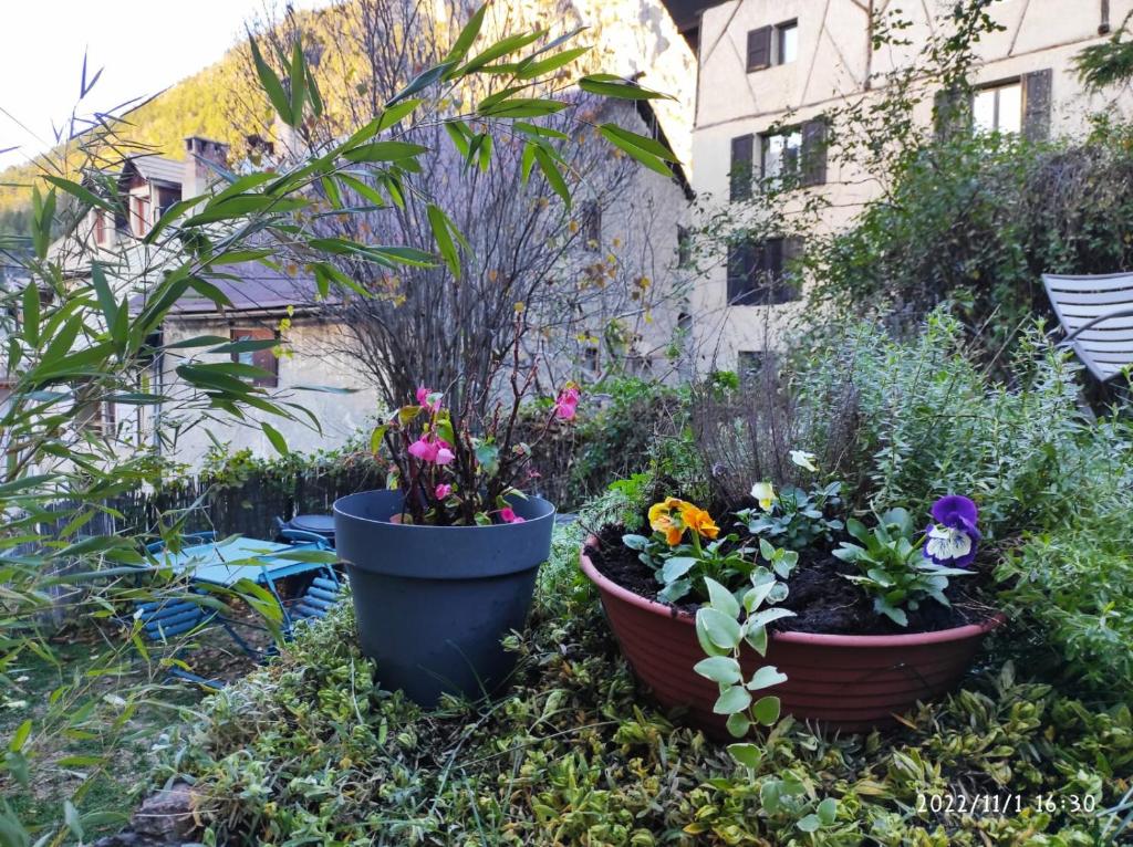 dois grandes potes cheios de flores num jardim em duplex vieille ville, à partager avec 2 chats em Briançon