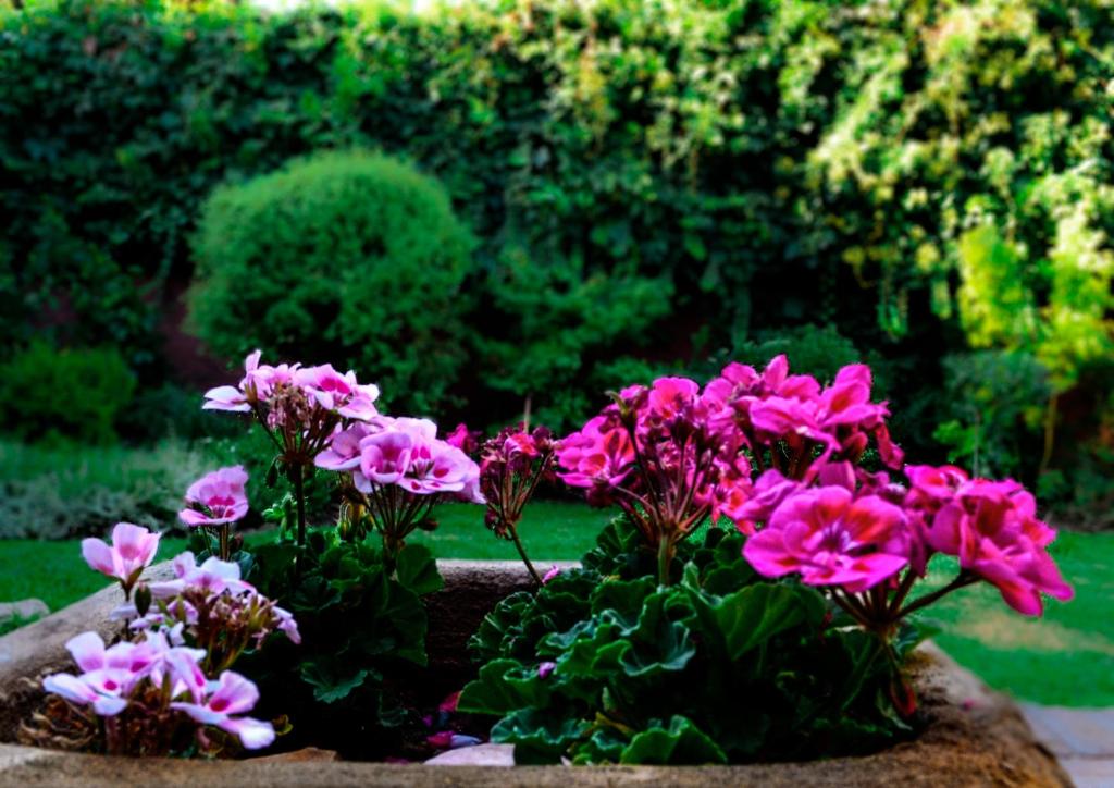 Um jardim no exterior de Hostal Cepa Noble