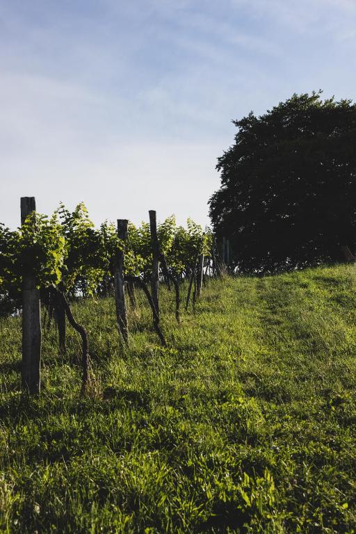 Een tuin van Weingut Peter Grill