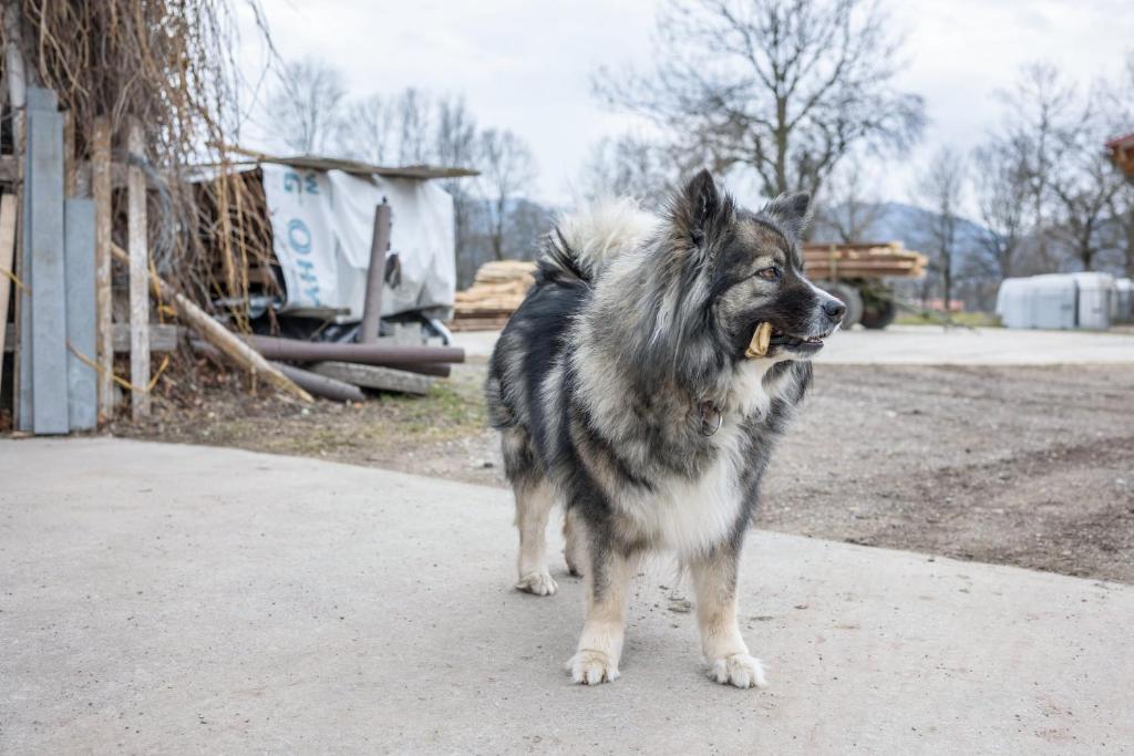 Domácí mazlíčci ubytovaní s hosty v ubytování Wohnung Sunntratn