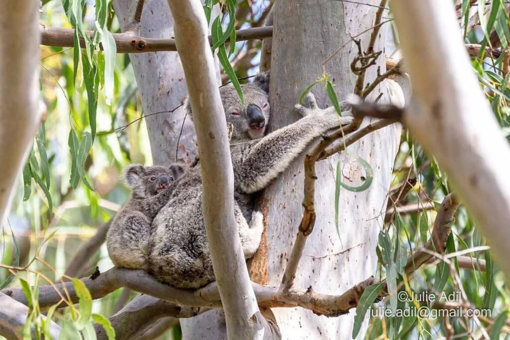 a koala and its babies sleeping in a tree at A quiet unit overlooking a reserve in Petrie
