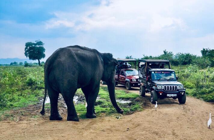 an elephant standing on a dirt road next to vehicles at Forest Dew Udawalawa in Udawalawe