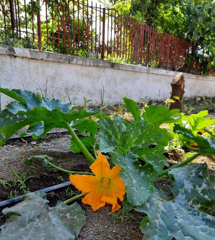 Zahrada ubytování B&B Iolì Vesuvio