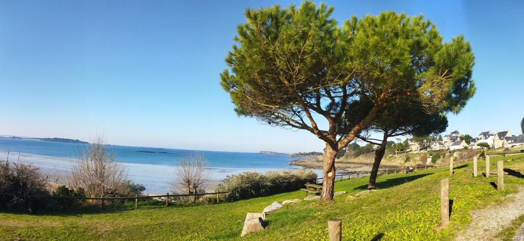 a tree on a hill next to the ocean at Chambre d'hôtes Seiz Breur in Lancieux