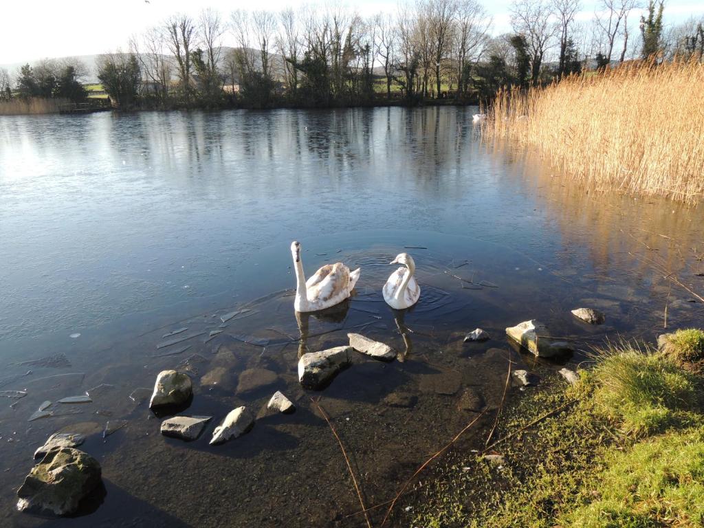 two birds standing in the middle of a lake at Sally's Garden in Warrenpoint