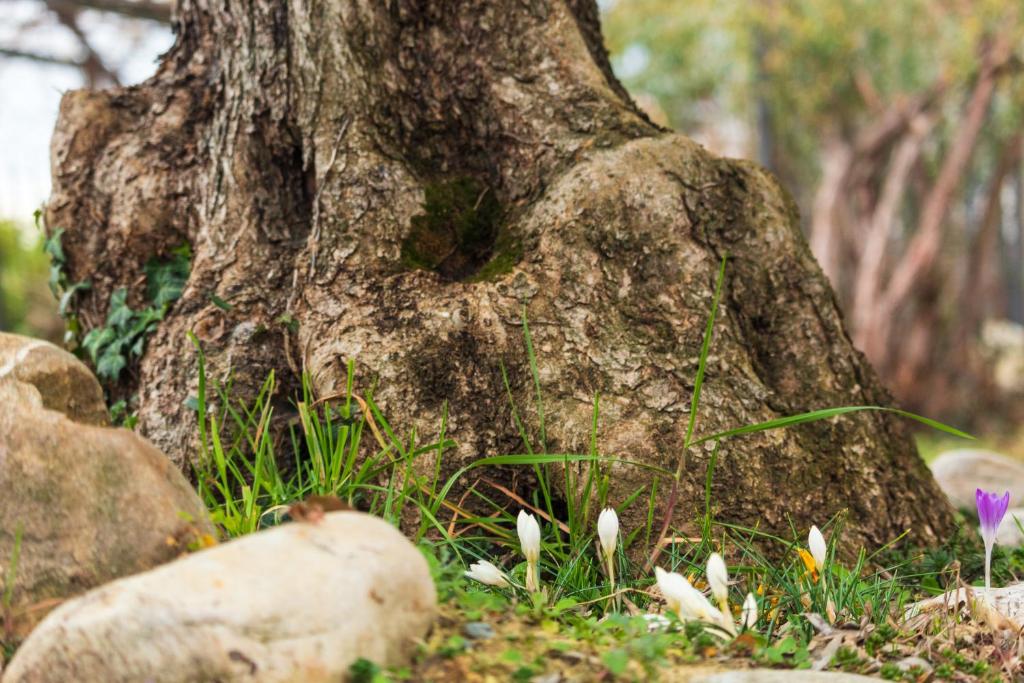 A garden outside Alba Morus