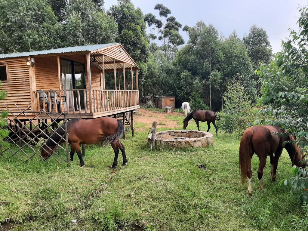a group of horses grazing in front of a cabin at Diamond Vault Rustic Mountain Cabins in Hogsback