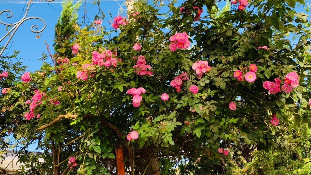 Giardino di Hoàng Gia Trang