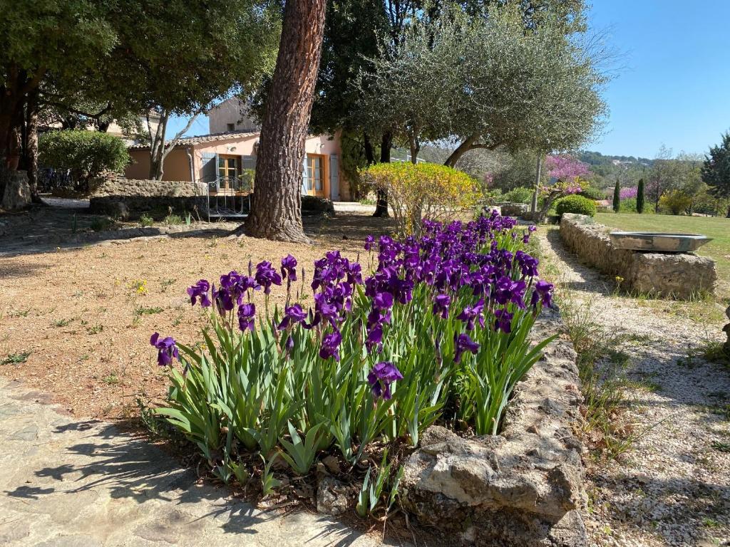 a bunch of purple flowers in a garden at Campagne Salettes in Lorgues