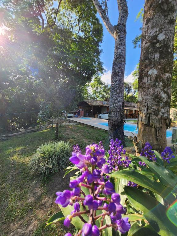 un montón de flores púrpuras delante de una piscina en Sítio Donana Sana en Macaé