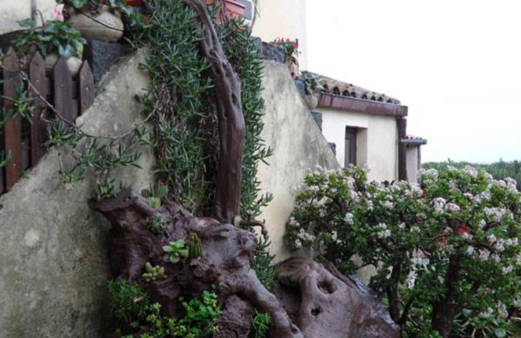 米斯泰爾比安科的住宿－Agriturismo Ruvitello，石墙,有植物和花