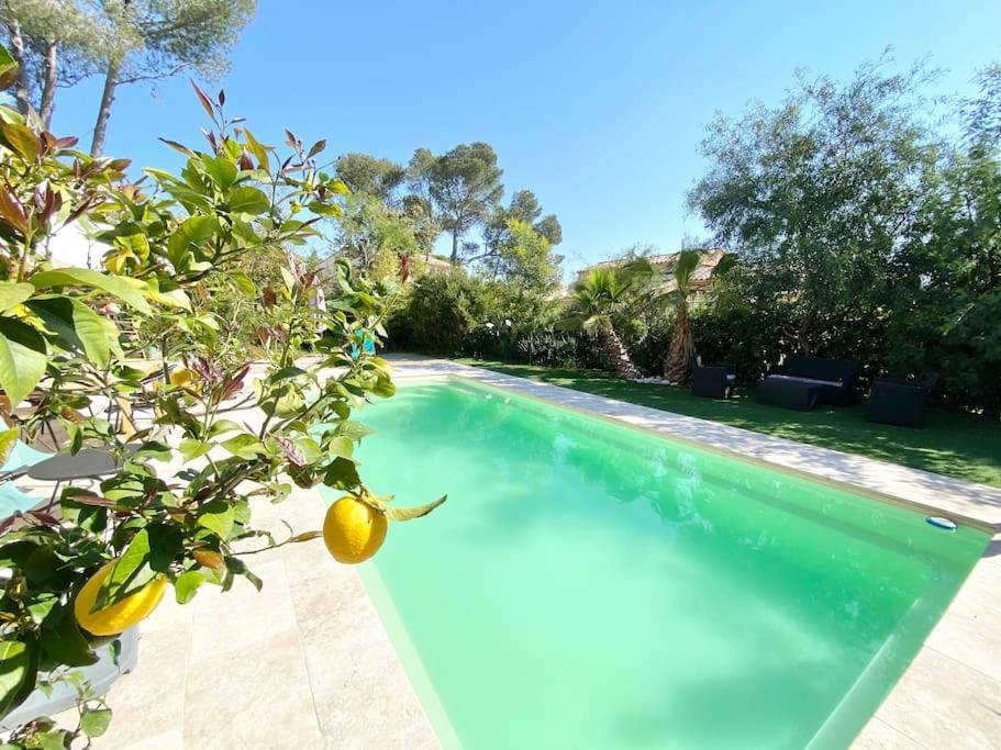 een zwembad met een citroenboom ernaast bij VILLA PIERLOU Piscine proche mer pour 6/7 pers in Saint-Raphaël