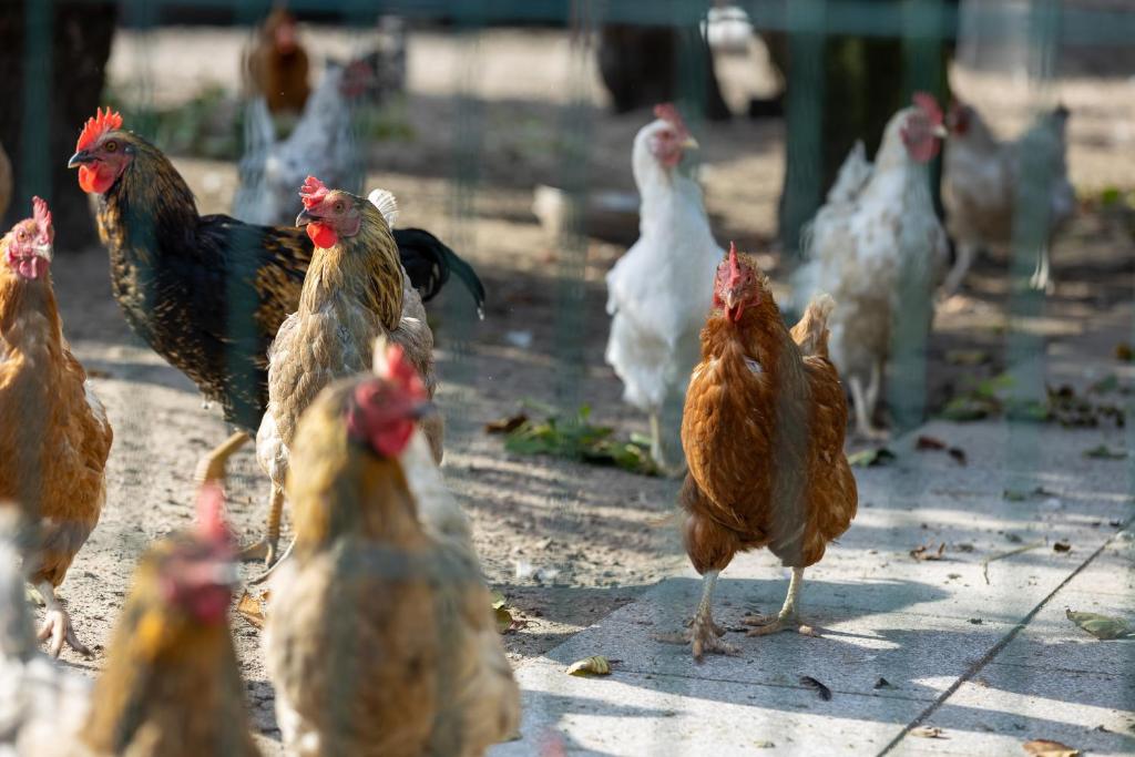 Tiere im Hotel oder in der Nähe
