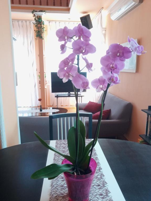 Posedenie v ubytovaní Sylvia Apartman