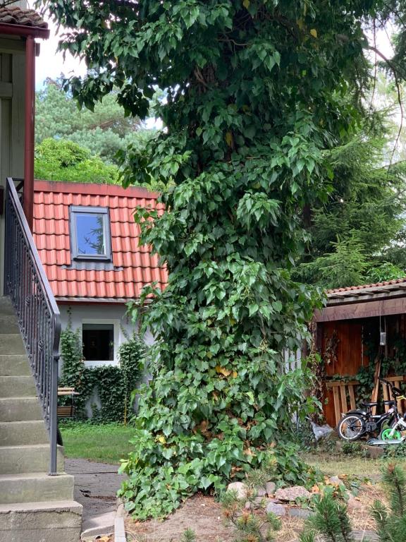 Vonkajšia záhrada v ubytovaní Apartament na poddaszu