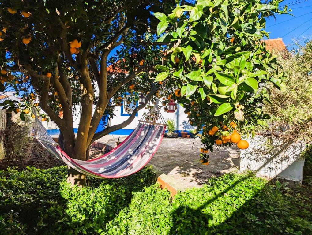 a hammock hanging from an orange tree in a yard at Cozy 3 BR Home - Close to Beach in Lourinhã