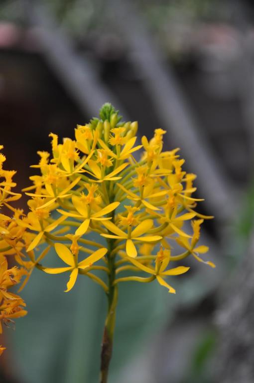 Zahrada ubytování Las Orquideas Ollantaytambo