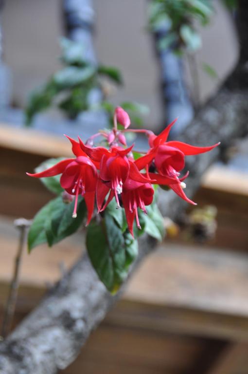 Fotografie z fotogalerie ubytování Las Orquideas Ollantaytambo v destinaci Ollantaytambo