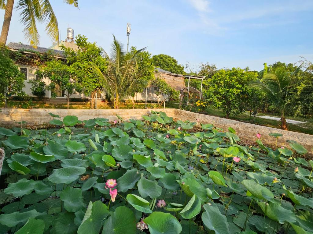 頭頓的住宿－Homestay Sen & Zen Villa Vũng Tàu，一个大池塘,上面有很多绿色的百合花垫