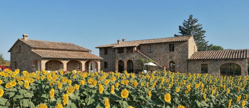 a field of sunflowers in front of a building at Casetta della Pina in Monticiano