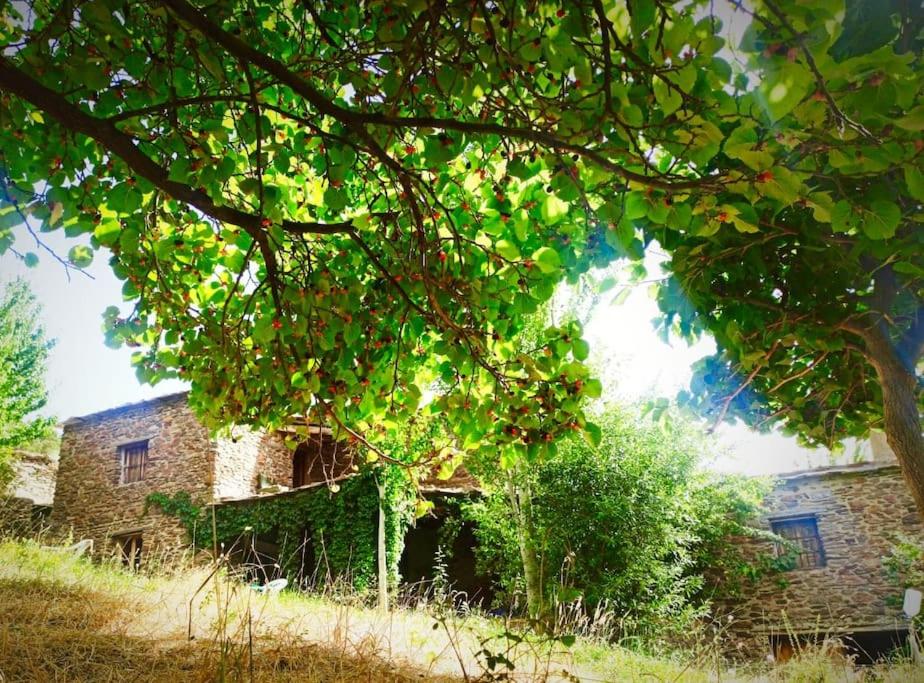 an old stone house with a tree in front of it at Cortijo rural El Albercón - Capileira - Alpujarra Rural in Capileira