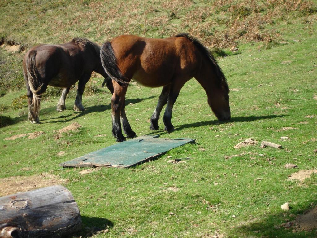 two horses grazing in a field of grass at GITE LES 3 EDELWEISS - Maison SEGUITTE - 6 PERSONNES in Arette