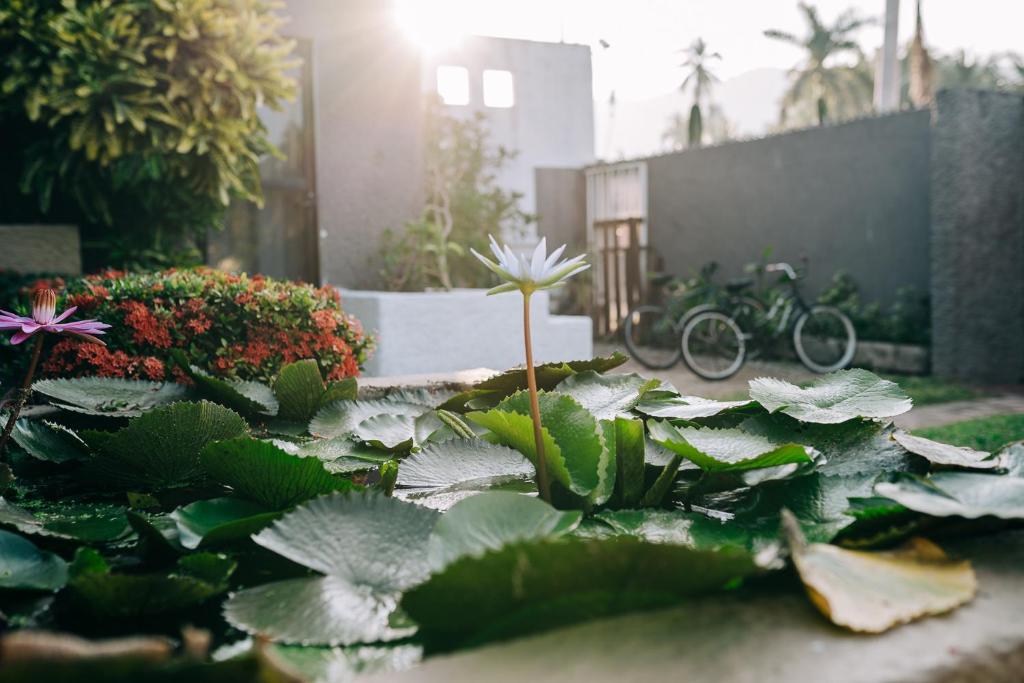 Giardino di Casa Sirena