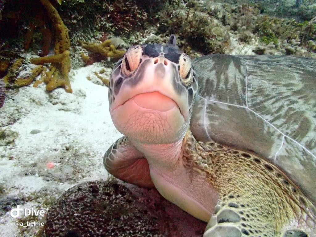 Altri animali domestici presso l'affittacamere o nei dintorni