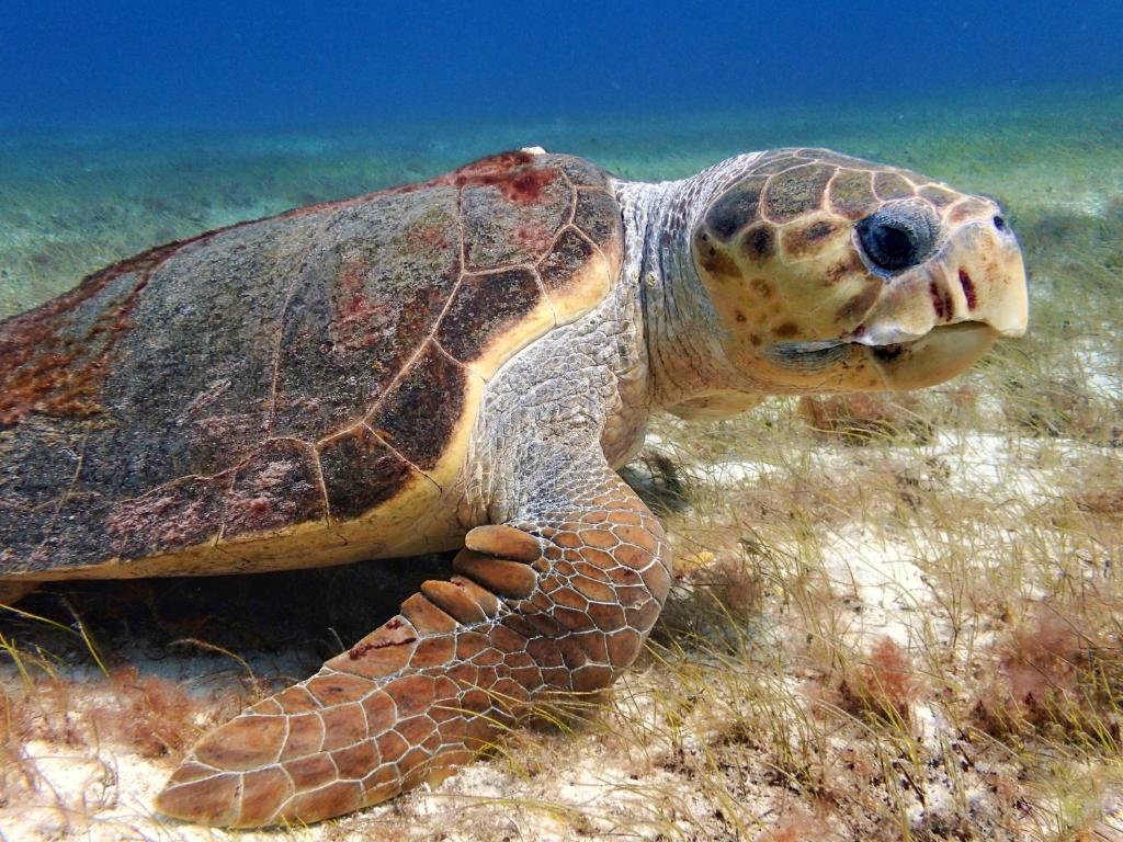 Altri animali domestici presso l'affittacamere o nei dintorni