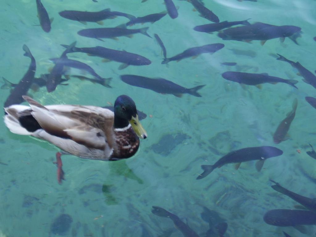 Apartman & Sobe Orhideja - 5