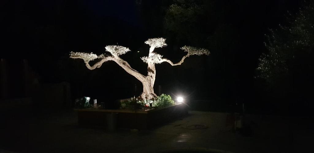 a lit up bonsai tree in the dark at Les Gîtes de l&#39;Arbousier in Quissac
