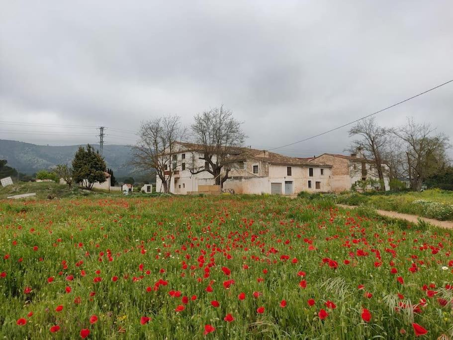 a field of red flowers in front of a house at LA GRAN VÍA in Bocairent