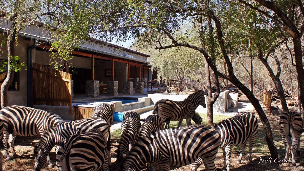 Eine Herde Zebras steht vor einem Gebäude in der Unterkunft Dream of Africa Bush Lodge in Marloth Park