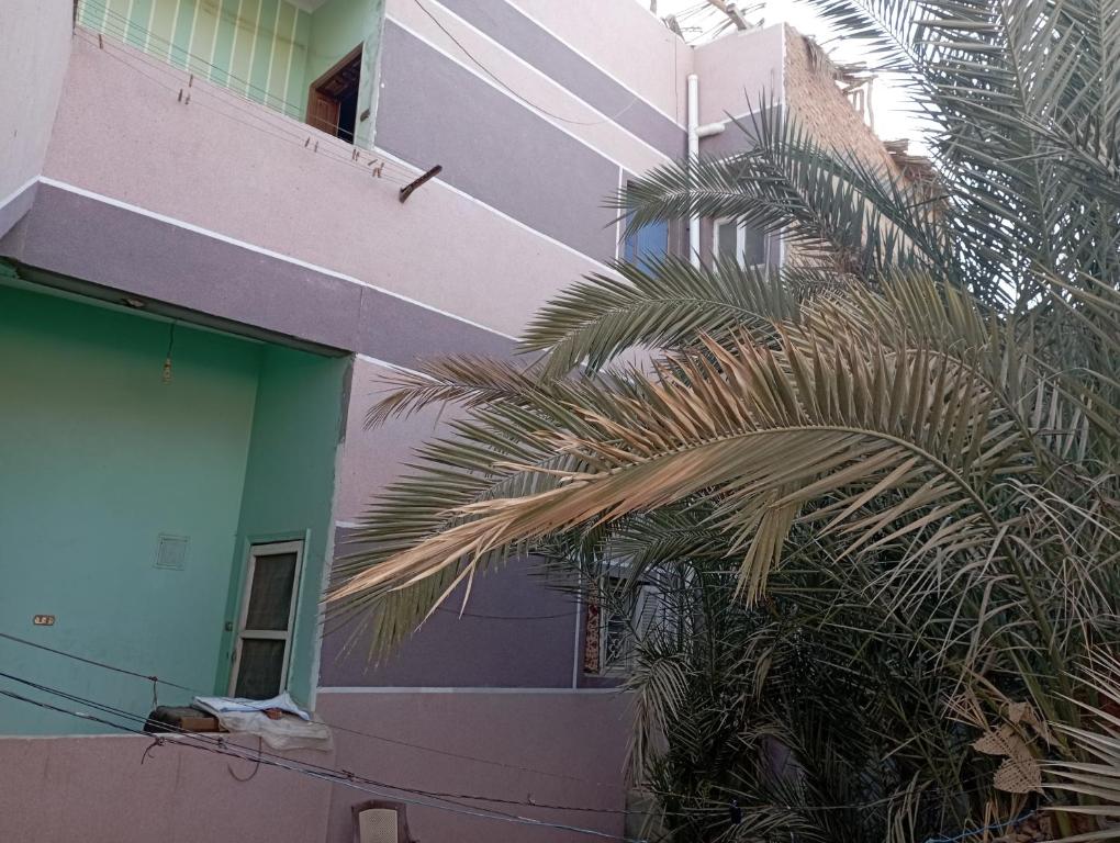 una palmera frente a un edificio en Large and cheerful home with 2 floors, en El Fayum