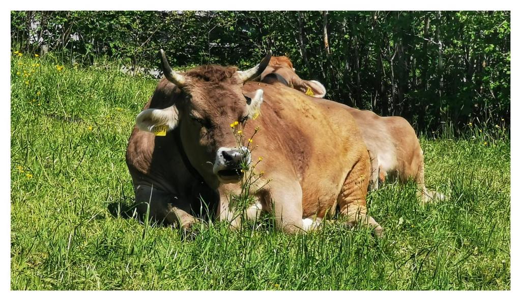 Zvířata v apartmánu nebo okolí