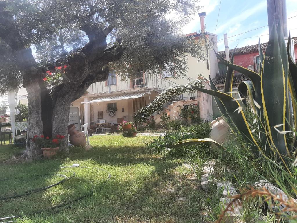 un patio con un árbol y una casa en La Voce della Natura, en Fermo