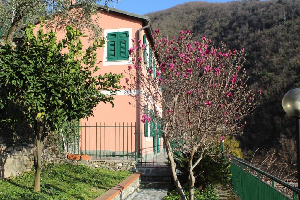 a pink house with a green window and a tree with pink flowers at Casa Laura in Zoagli