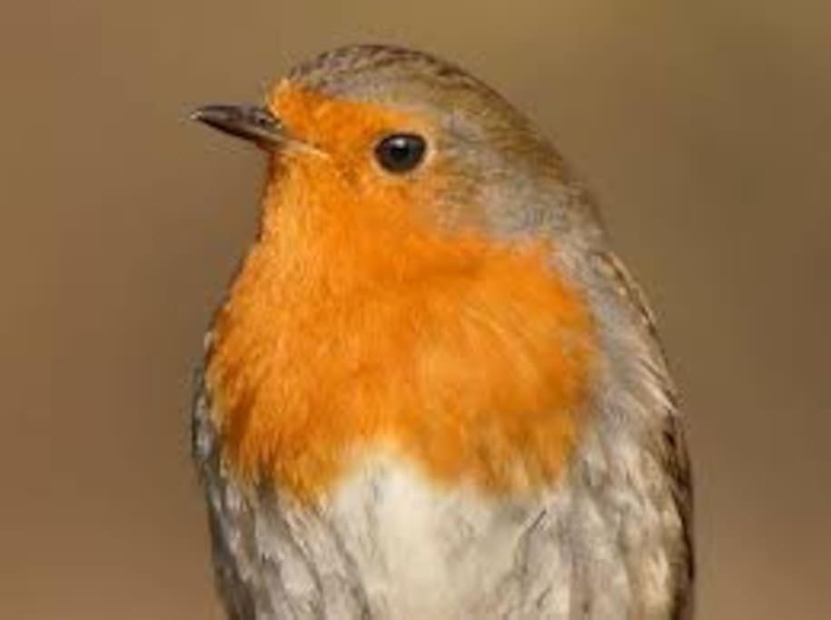 Ein Vogel mit orangefarbenem Kopf steht in der Unterkunft Le Rouge Gorge Curieux in Vresse-sur-Semois