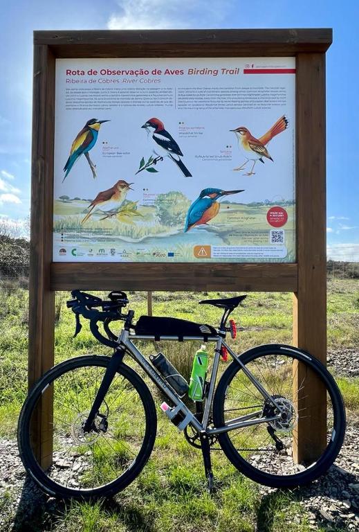 4Bs - Birds & Bicycles - 13