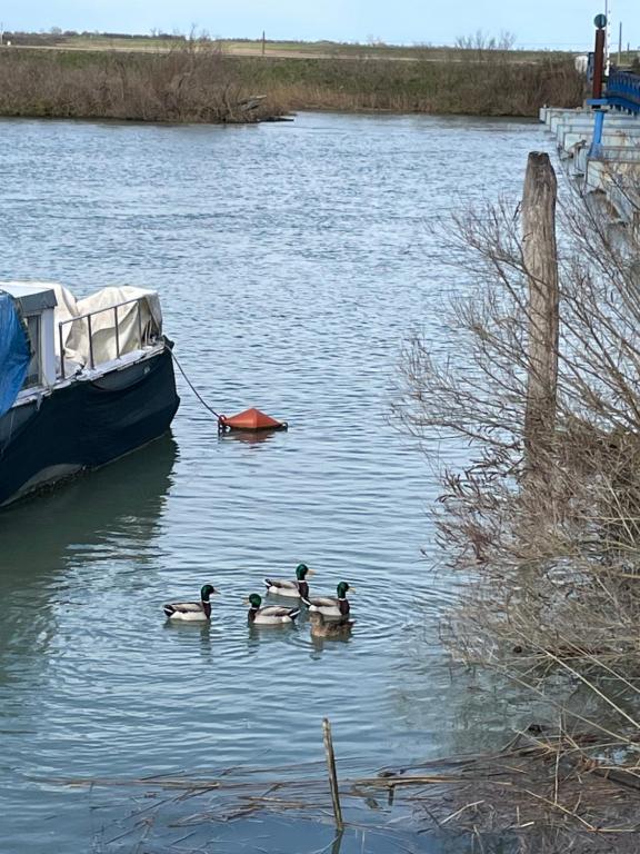 three ducks in the water next to a boat at Appartamento Lavanda - Casa vacanza nel Delta del Po 