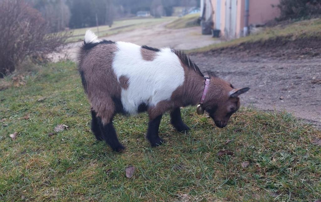 Zvířata v apartmánu nebo okolí