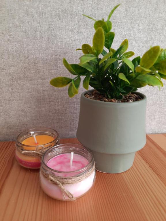 two candles and a potted plant on a table at Aalto 17 in Haapsalu
