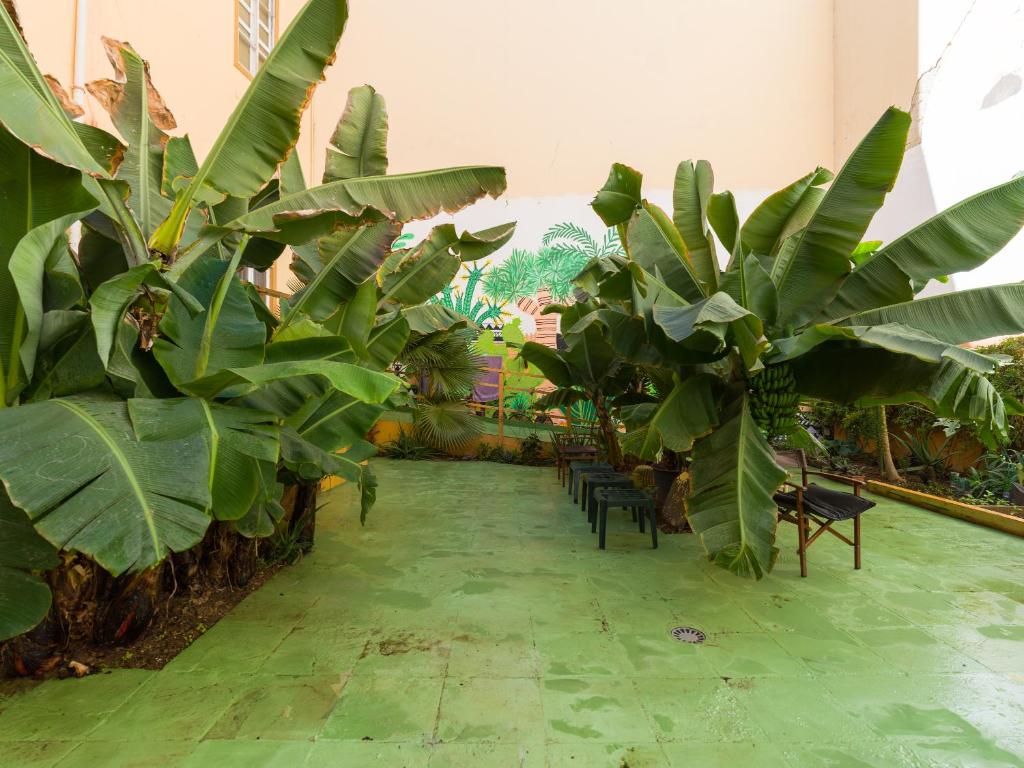 Jungle House في لاس بالماس دي غران كاناريا: غرفة مليئة بالكثير من النباتات الخضراء الكبيرة