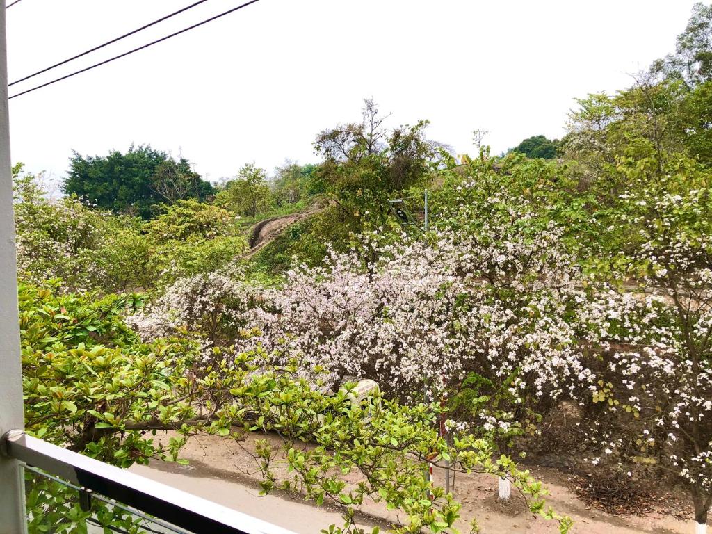 un arbusto florido con flores blancas en una colina en Nhà nghỉ Tâm Cường en Diện Biên Phủ